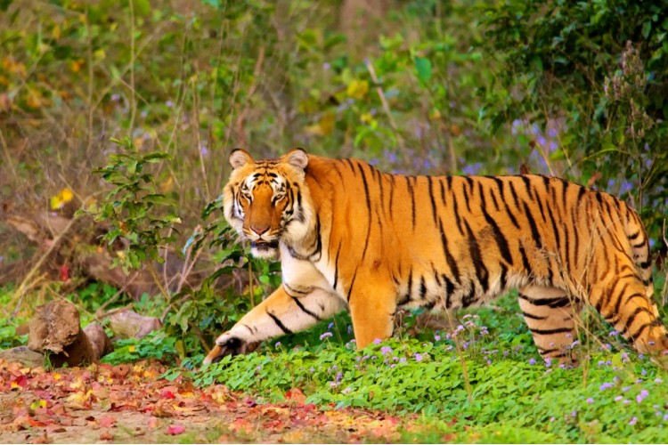 Jaipur to Ranthambore Tour By Taxi